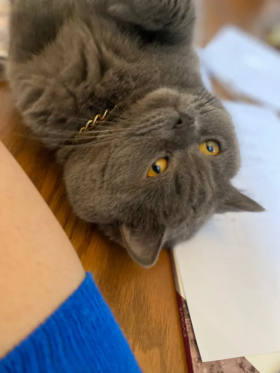 واگذاری گربه|گربه|نیشابور, دارایی|دیوار