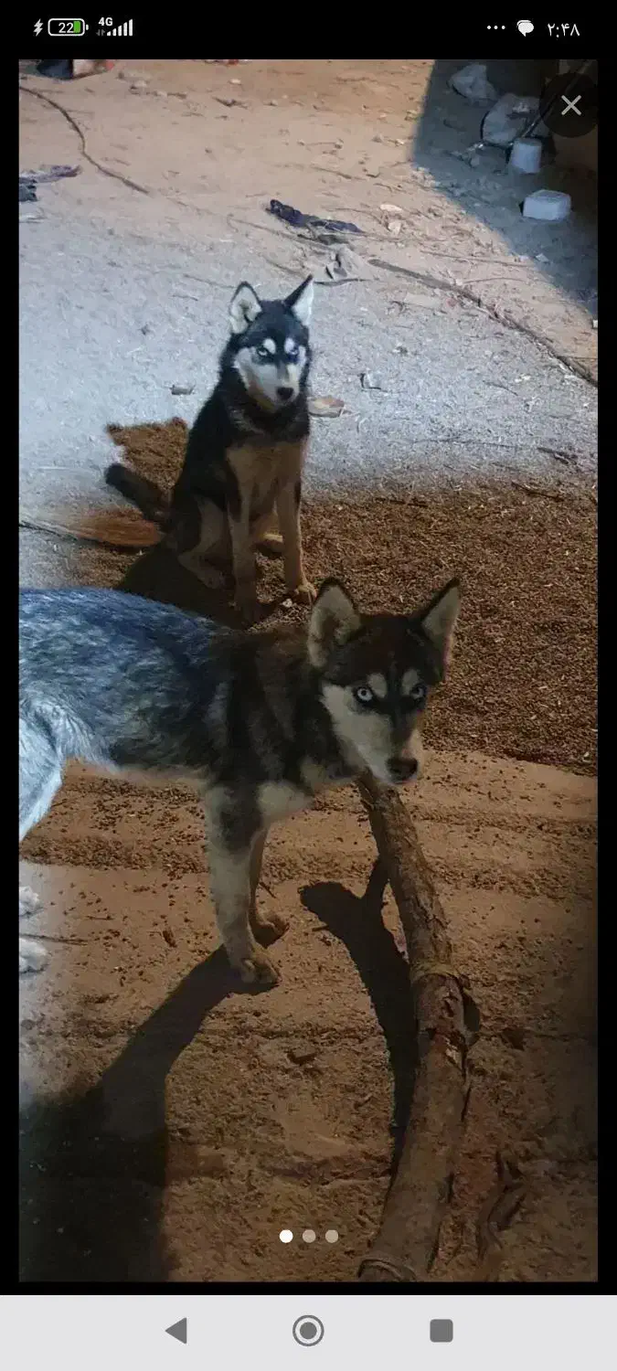 سگ هاسکی پیداشده|سگ|شاهرود, |دیوار