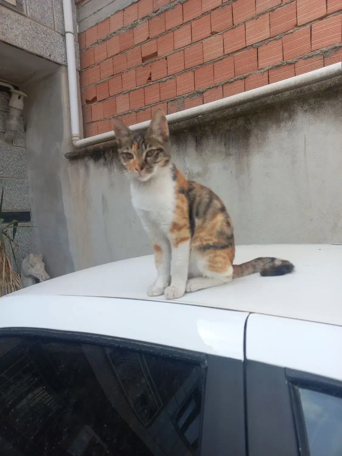 گربه گم شده|گربه|مینودشت, |دیوار