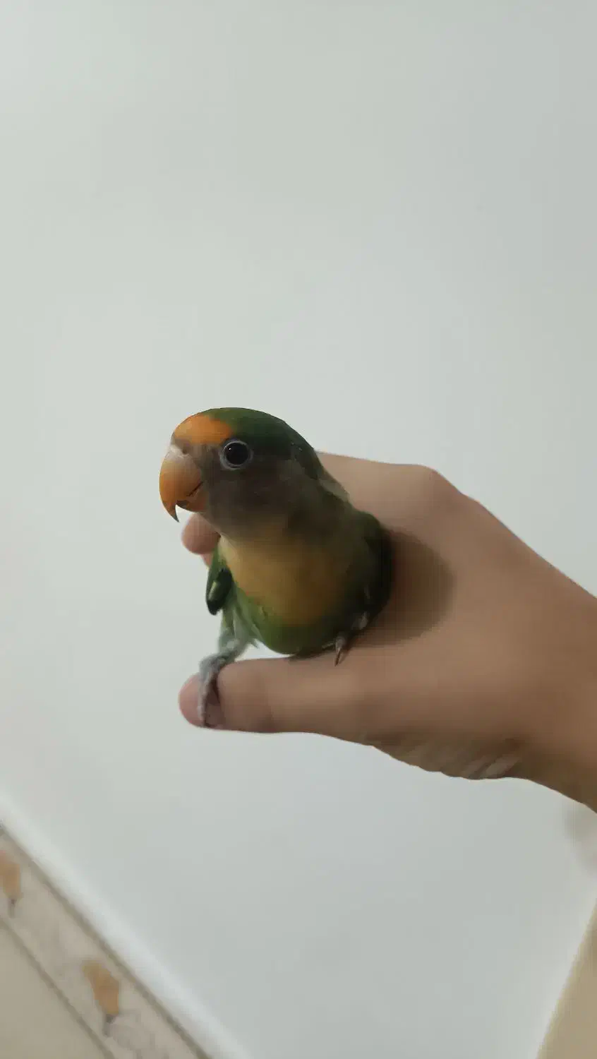 طوطی برزیلی نر|پرنده|پارسآباد, |دیوار