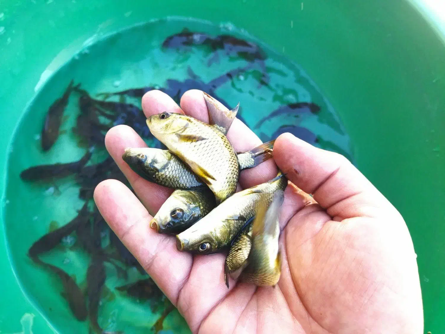 پرورش و فروش ماهی کپور طلایی تاتار|ماهی|اصفهان, بوستان ناژوان|دیوار