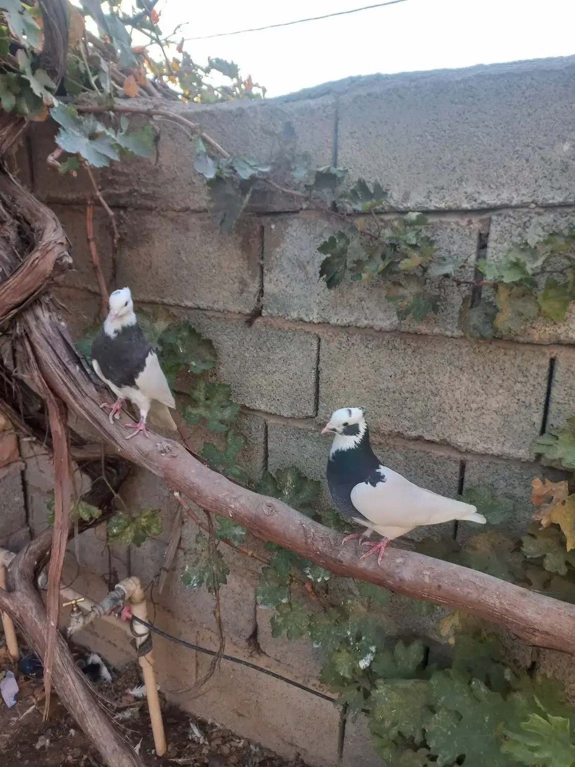 کبوتر طوقی|پرنده|مرودشت, رامجرد یک|دیوار