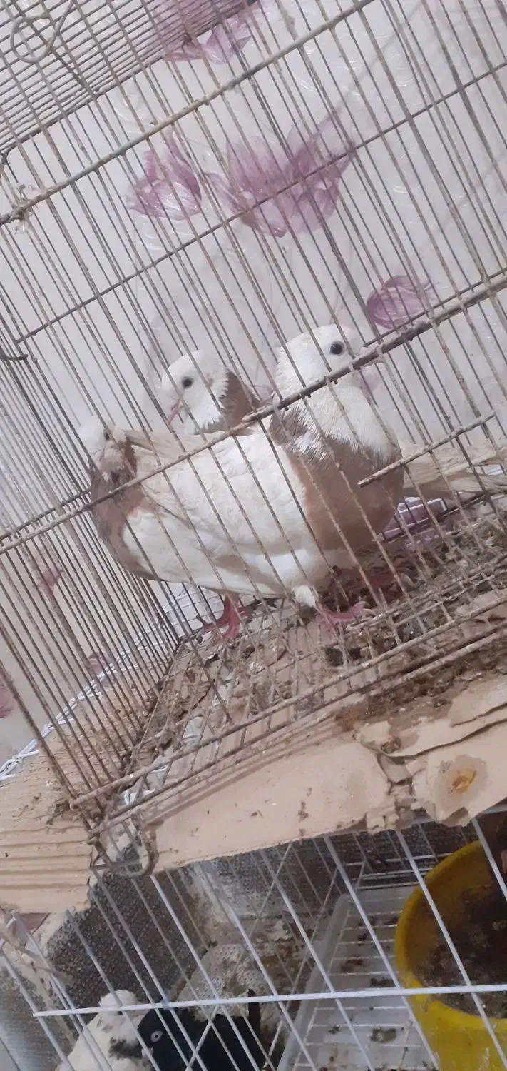 شادگان|پرنده|عباسآباد, |دیوار