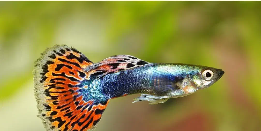 ماهی گوپی|ماهی|تهران, اوقاف|دیوار