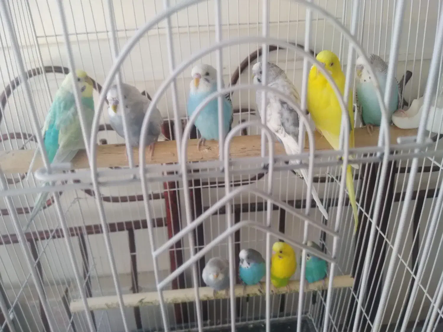 مرغ عشق نژاد هلندی دانه ۲۰۰هزارتومان|پرنده|تربتحیدریه, فردوسی جنوبی|دیوار