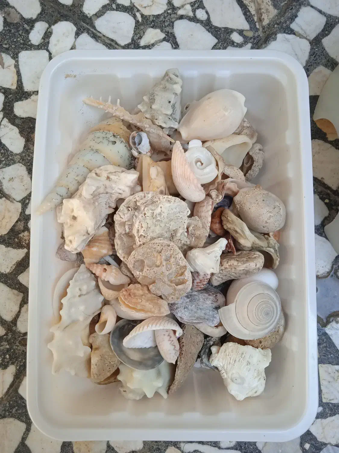 صدف|صنایع دستی و سایر لوازم تزئینی|بندر گناوه, |دیوار