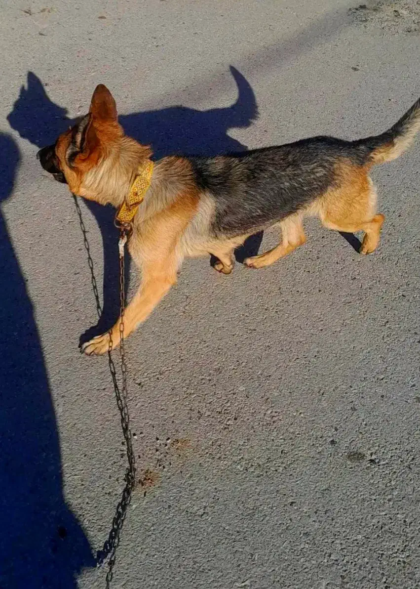 سگ ...|سگ|اسلام‌‌آباد غرب, |دیوار