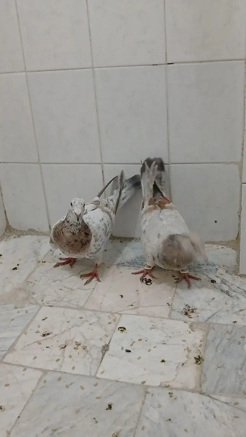 کفتر|پرنده|محمدیه-قزوین, |دیوار