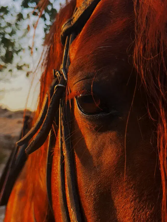 سواری کردن اسب|اسب و تجهیزات اسبسواری|شیراز, داریون|دیوار