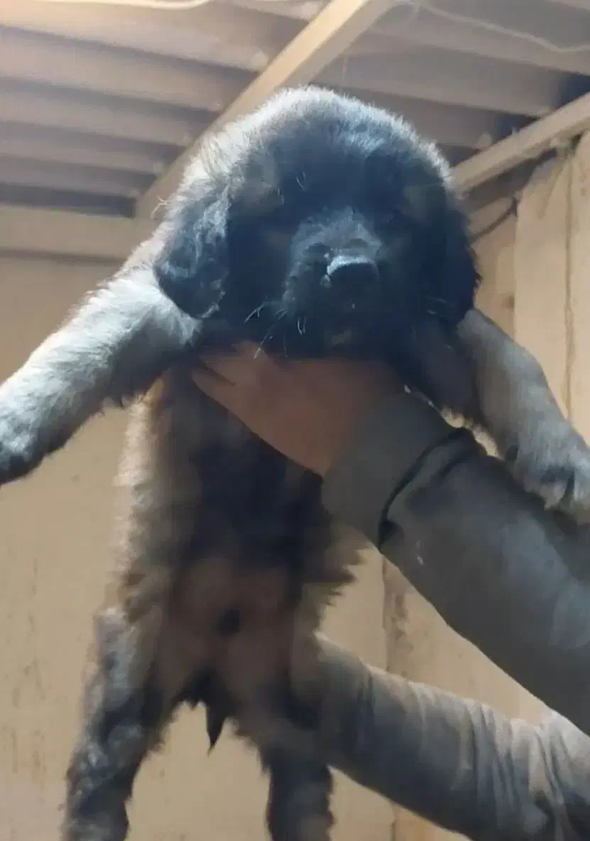 سگ سرابی|سگ|تهران, گلستان (شهرک راه آهن)|دیوار