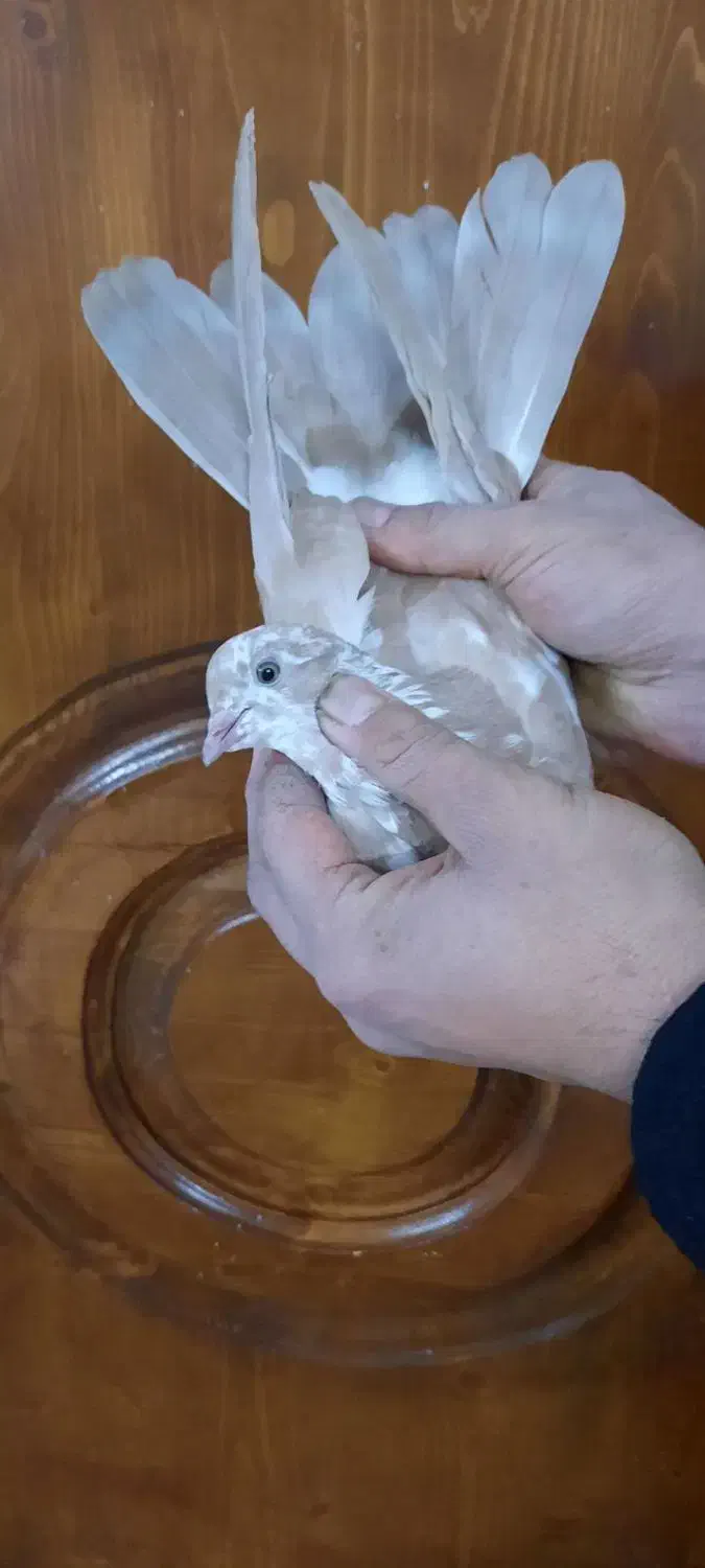 کفتر پرشی زردی رنگی چادری غریب گیری|پرنده|تهران, والفجر (افسریه)|دیوار