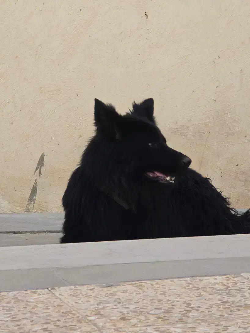 فروش ژرمن بلک یک سالو نیم سگ نر میباشد|سگ|رامجین, |دیوار