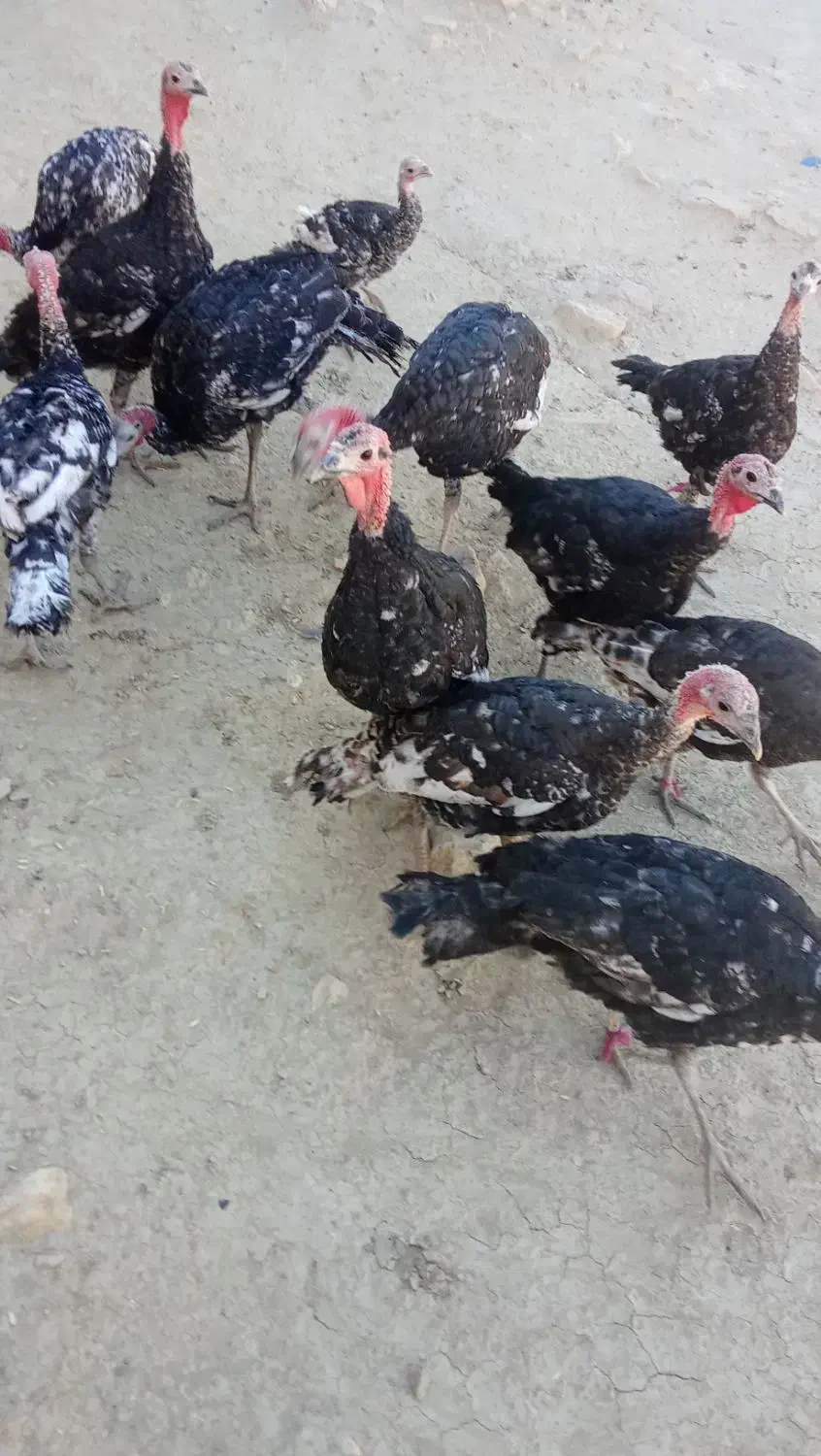 آقای پوریا|پرنده|دیشموک, |دیوار