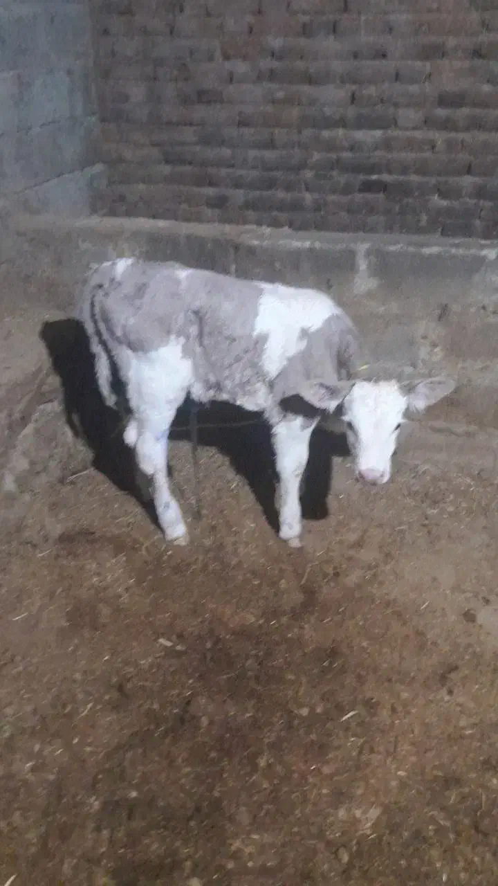 گاو شیری|حیوانات مزرعه|فیروزآباد (آذربایجان), |دیوار