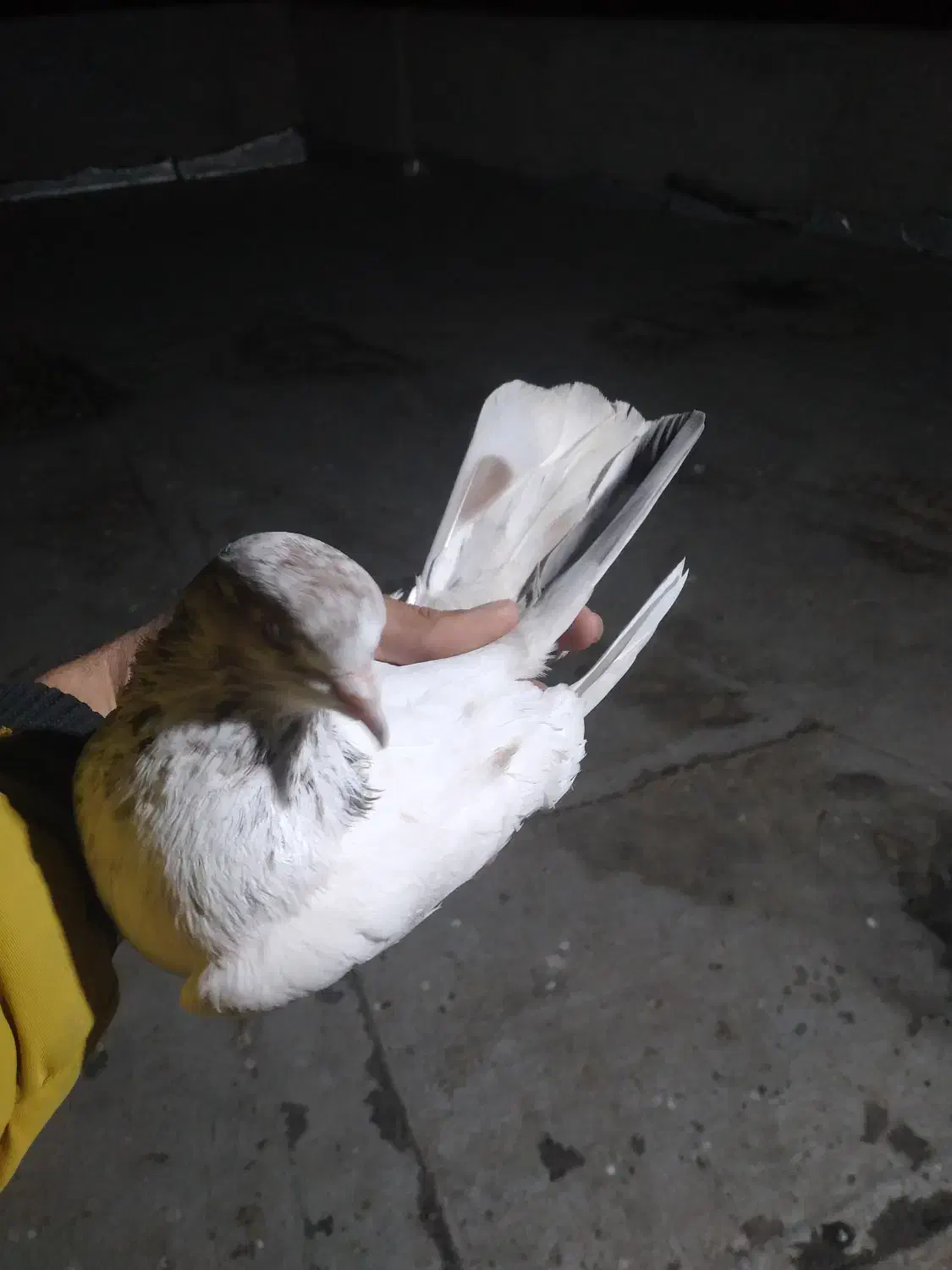 کفتر کبوتر|پرنده|پارس‌آباد, |دیوار