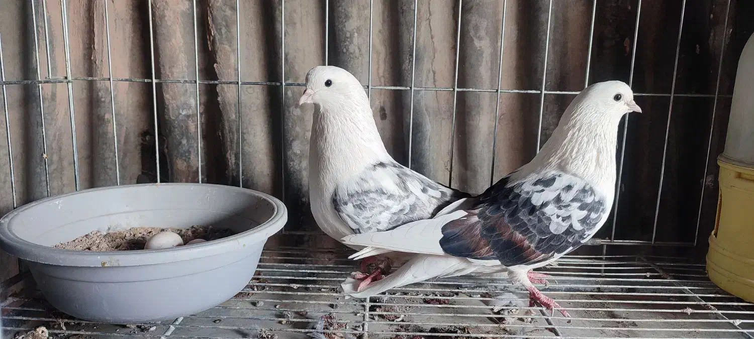 کفتر پرشی(دوکت)|پرنده|اصفهان, خاتون‌آباد|دیوار