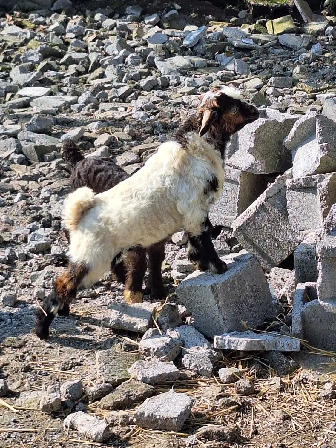 فروشی پنج عددخوشکل|حیوانات مزرعه|حویق, |دیوار