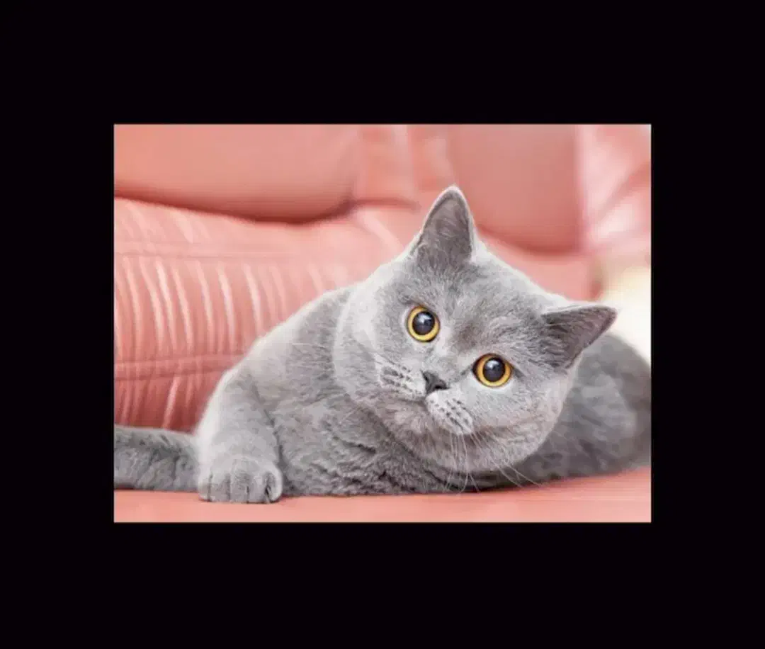 فروش فوری گربه نژاد دار|گربه|سمنان, |دیوار