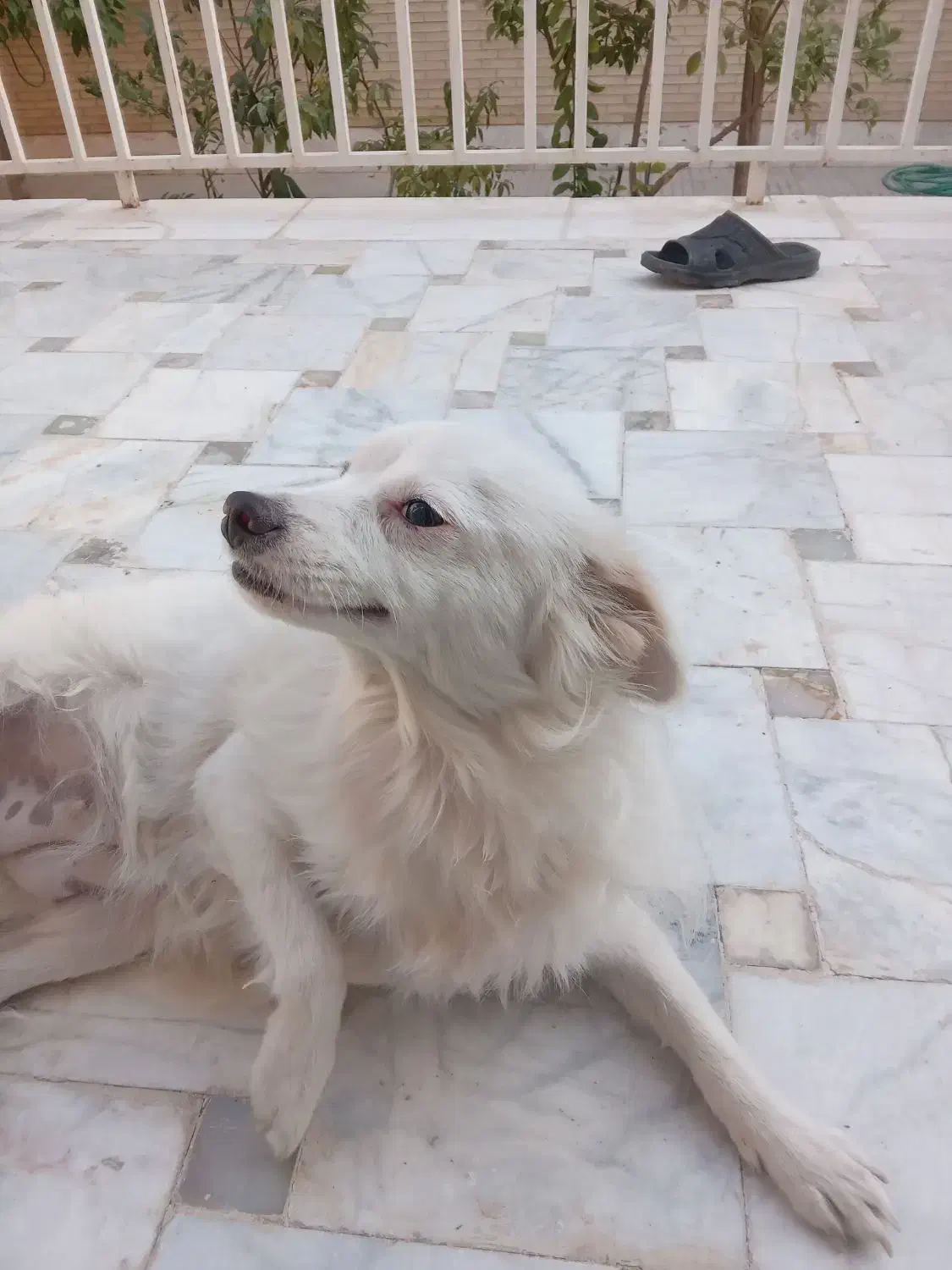 پامر۱ونیم ساله|سگ|یزد, |دیوار