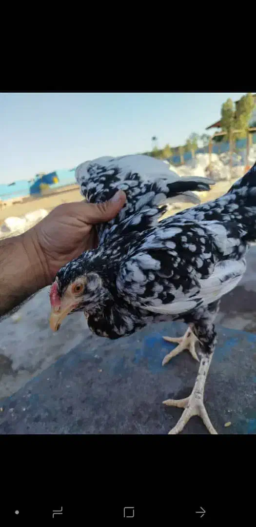 تخم نطفه دار گلین|حیوانات مزرعه|اسلام‌شهر, مطهری|دیوار