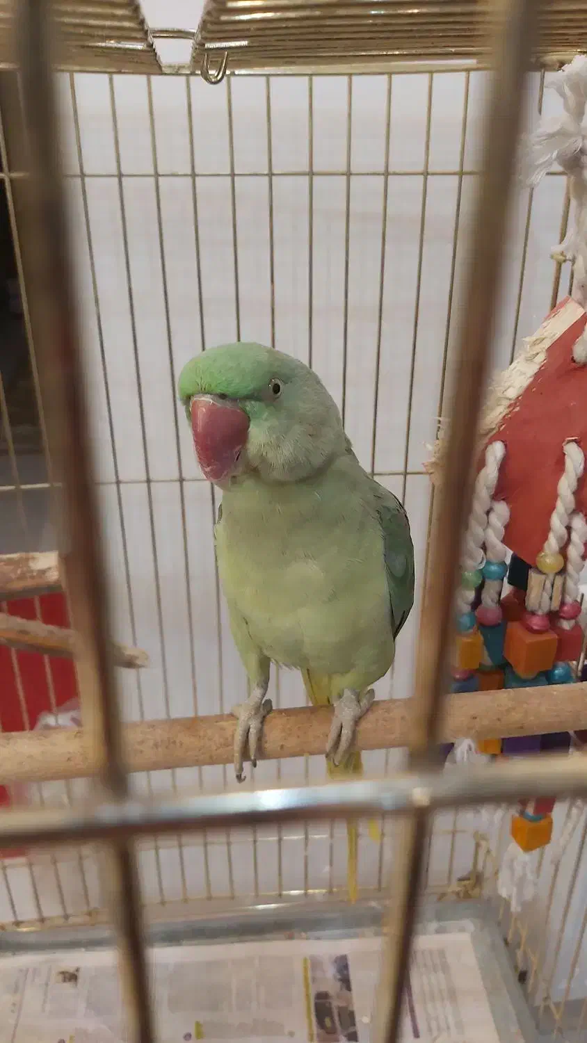 شاه طوطی نر|پرنده|رشت, کوی فکوری|دیوار