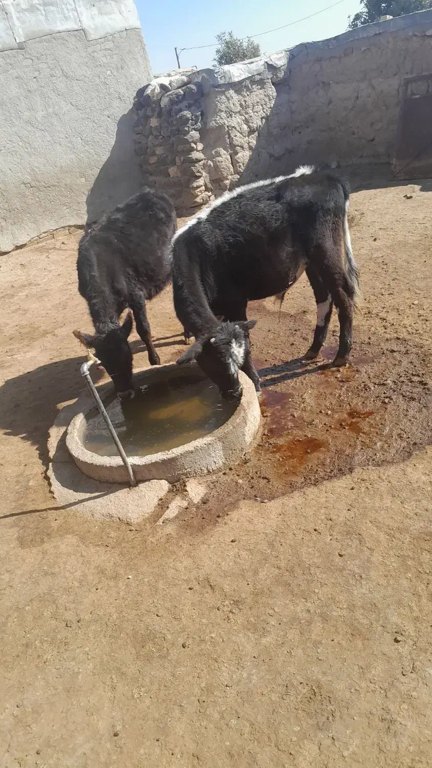 گوساله|حیوانات مزرعه|گل تپه, |دیوار