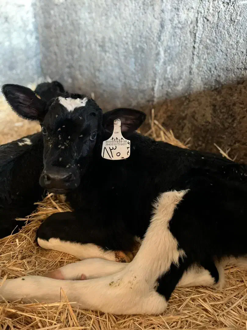 گوساله شیرخوار|حیوانات مزرعه|باقرشهر, |دیوار