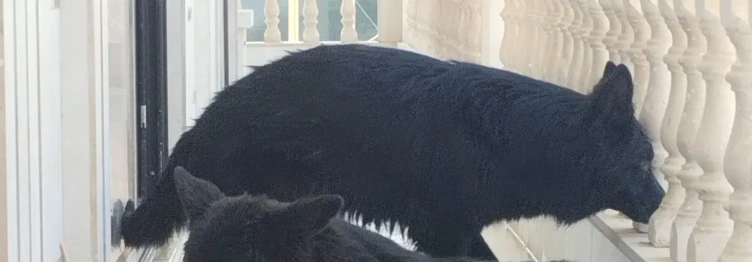 سگ ژرمن کینگ|سگ|بوشهر, |دیوار