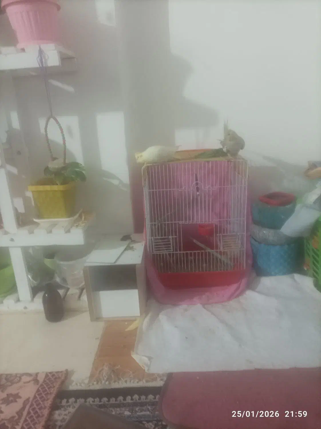 عروس هلندی فروشی|پرنده|کرمان, |دیوار