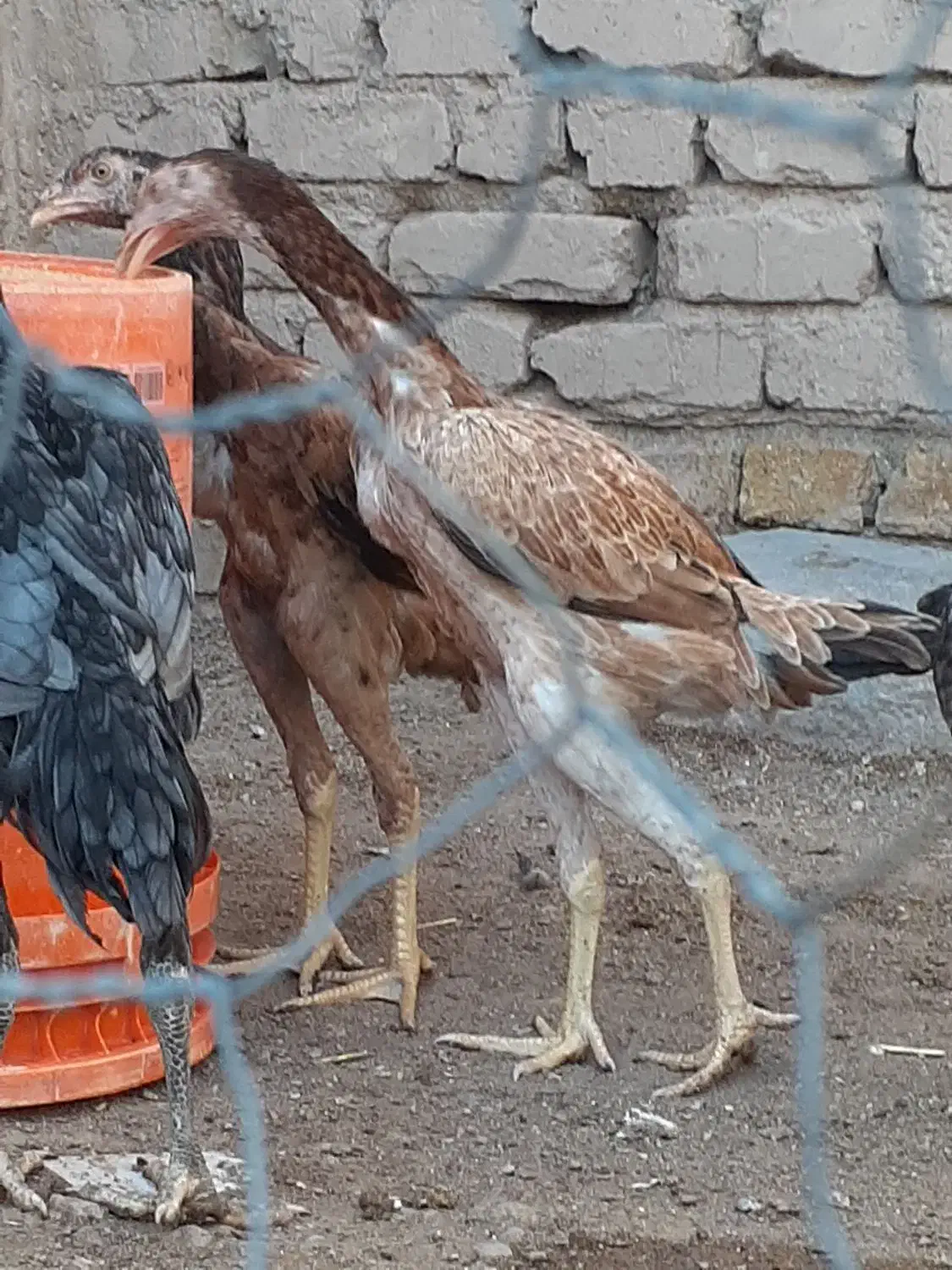 تخم مرغ لاری|حیوانات مزرعه|قزوین, |دیوار