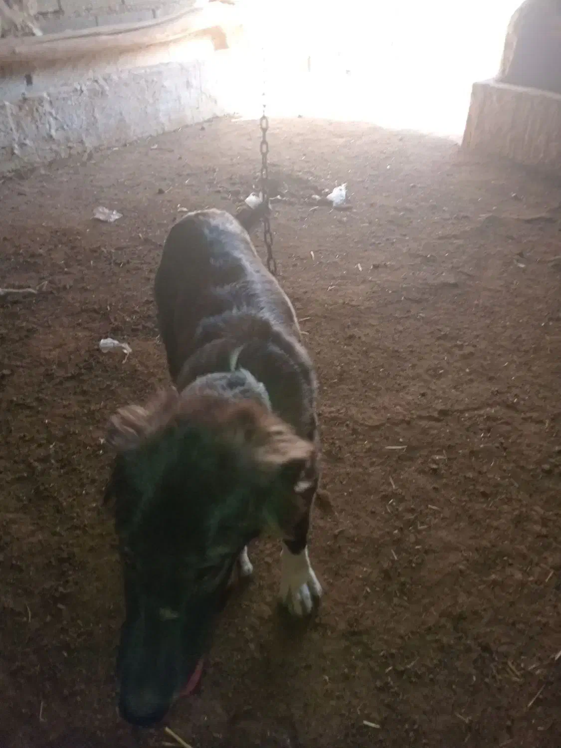 سگ سرابی|سگ|آبیک, |دیوار