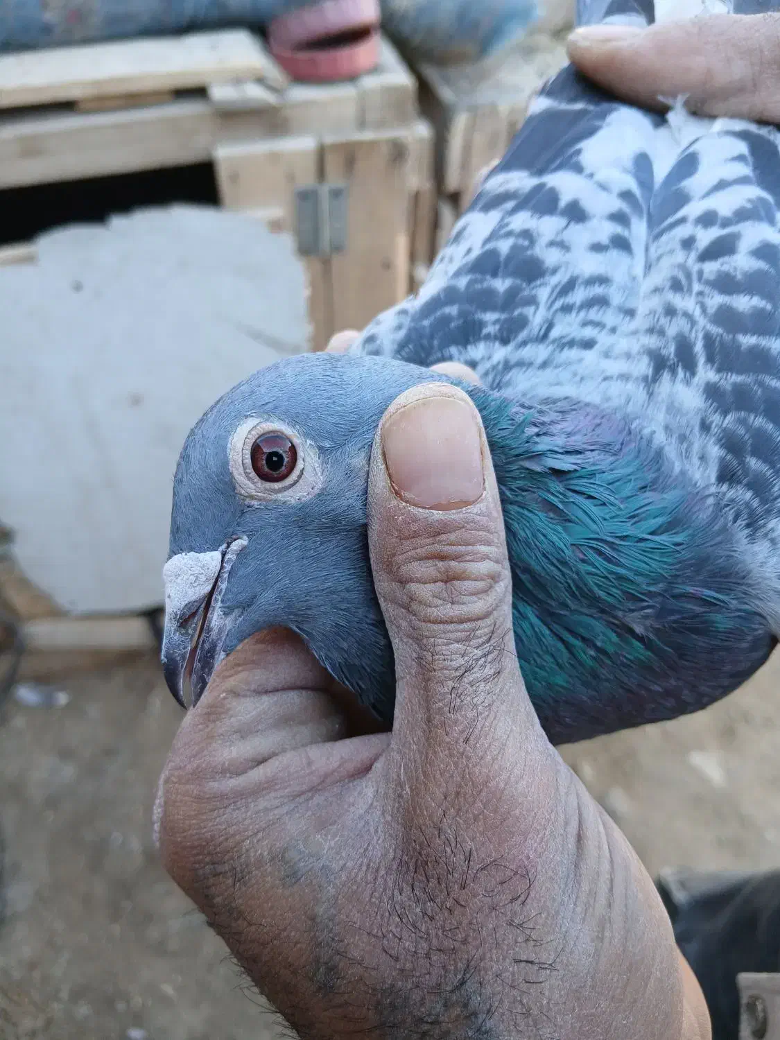 کبوتر پلاکی مسافتی|پرنده|حمیدیا, |دیوار