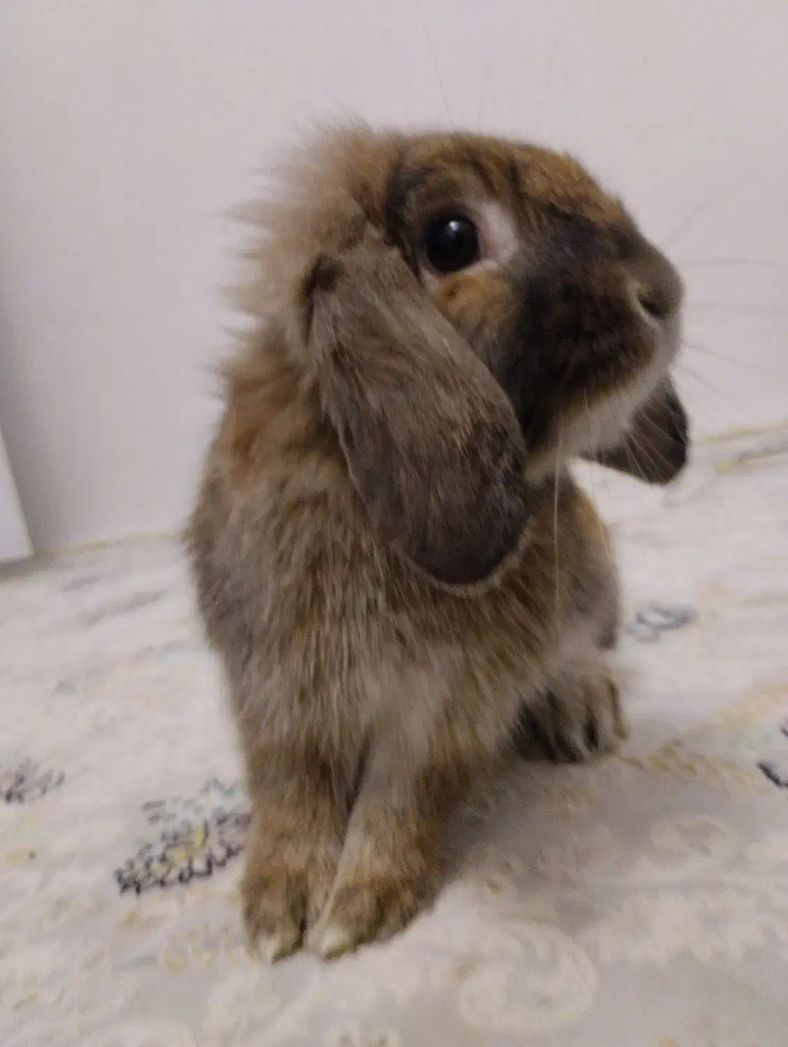 خرگوش فروش فوری|موش و خرگوش|مرزنآباد, |دیوار