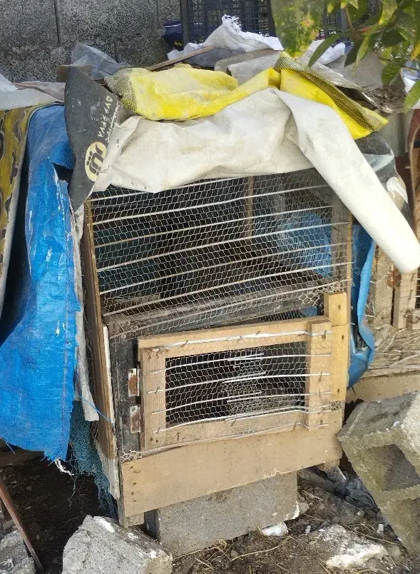 لانه مرغ|لوازم جانبی حیوانات|زیباکنار, |دیوار