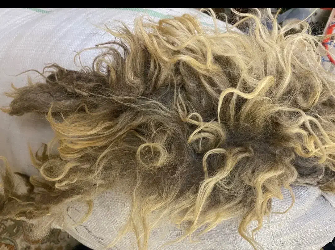 پشم گوسفندی (یون) ۱۵ کیلو تمیز بزرگ|رختخواب، بالش، پتو|تبریز, |دیوار