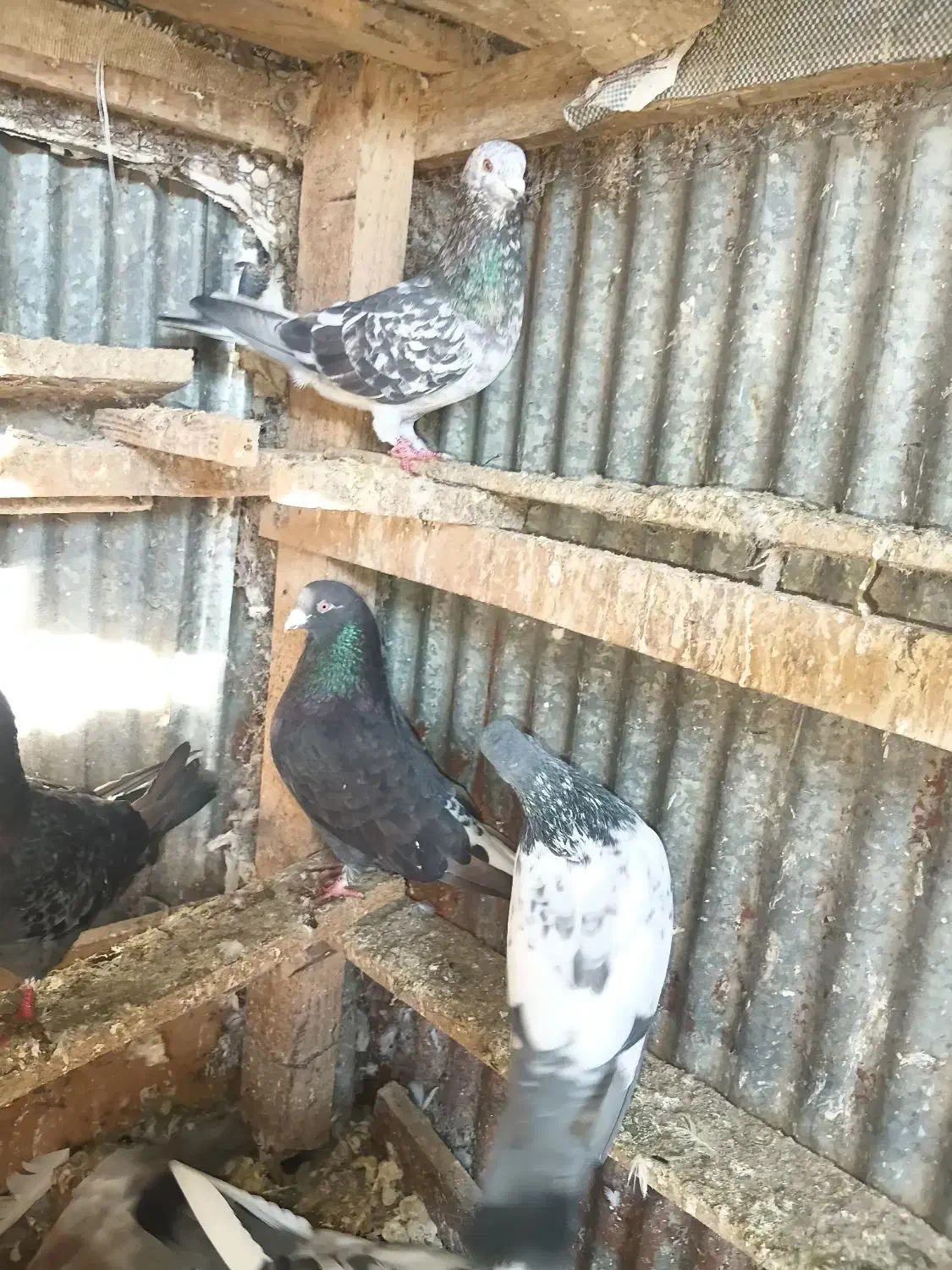 فروش،چندکبوتر پرشی|پرنده|لشت نشا, |دیوار