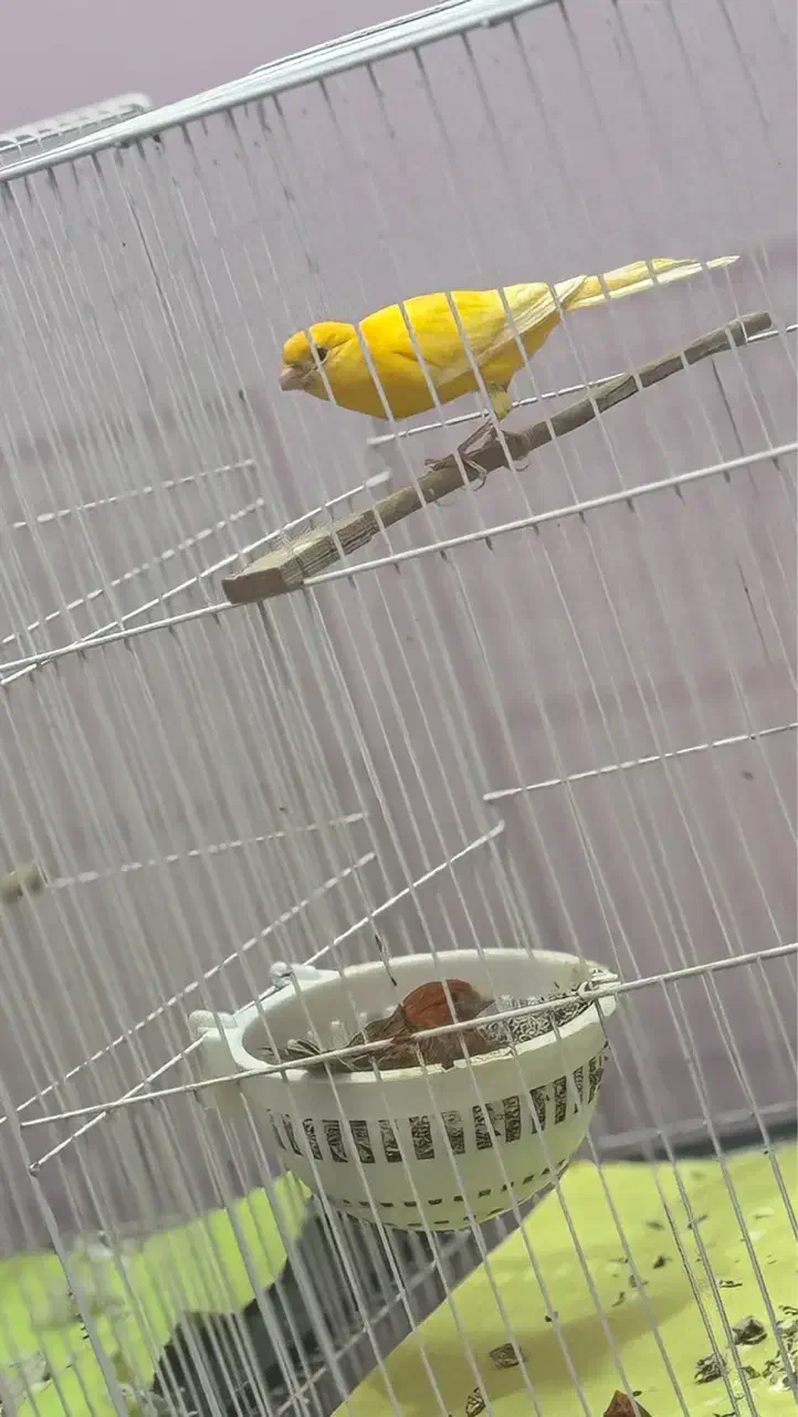 جفت قناری|پرنده|بیرجند, |دیوار