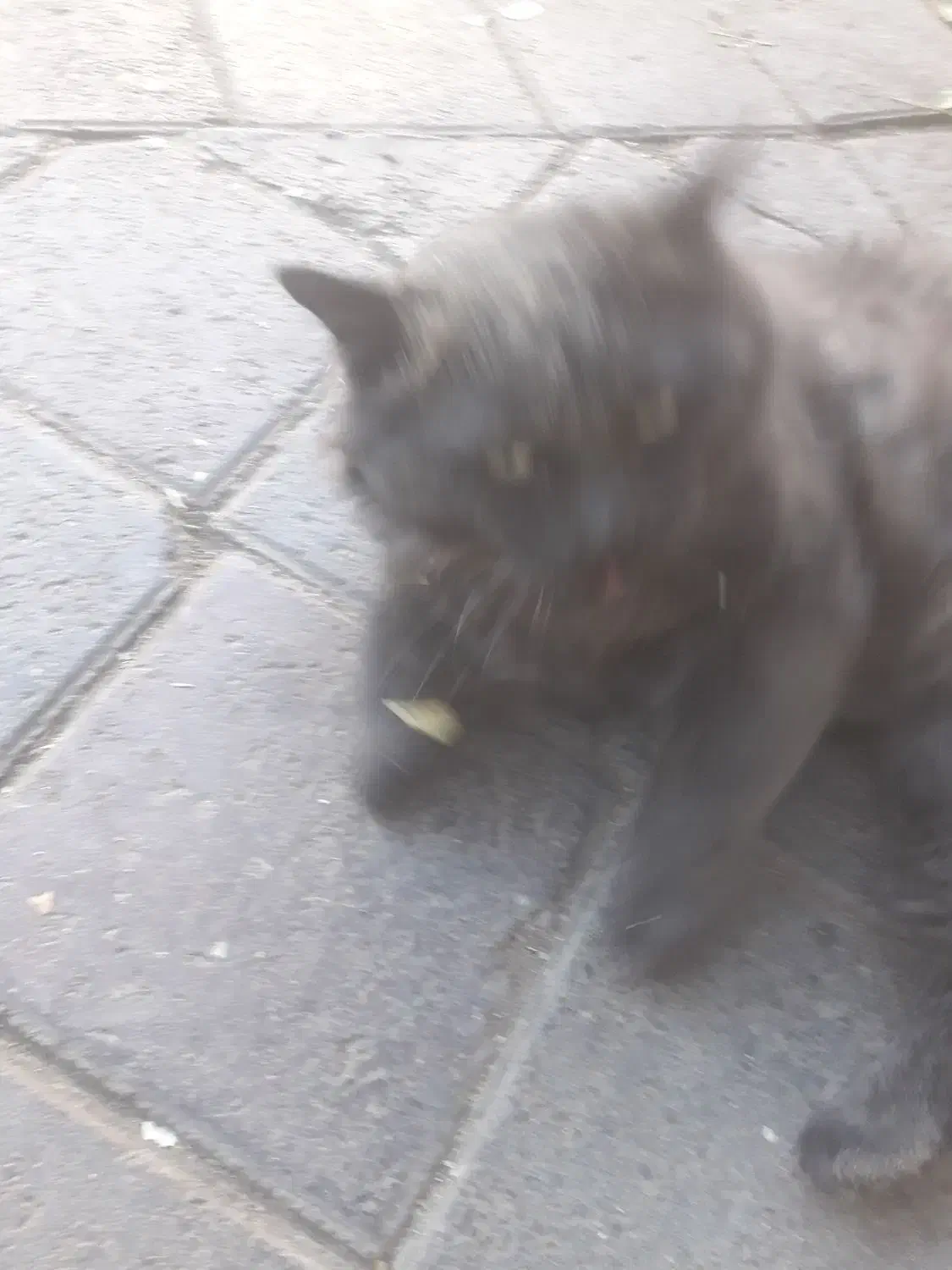 گربه خاص|گربه|خوی, |دیوار