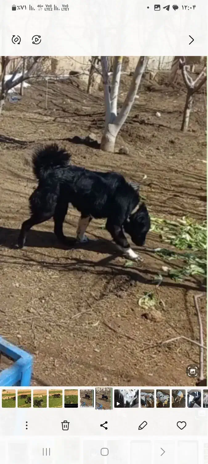 واگذاری سگ|سگ|هشتگرد, تهران دشت|دیوار