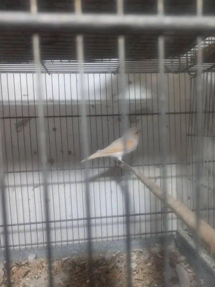 یک عددقناری ماده موزایکی یک هفته دیگه کاملن اماده|پرنده|اهواز, کوروش|دیوار