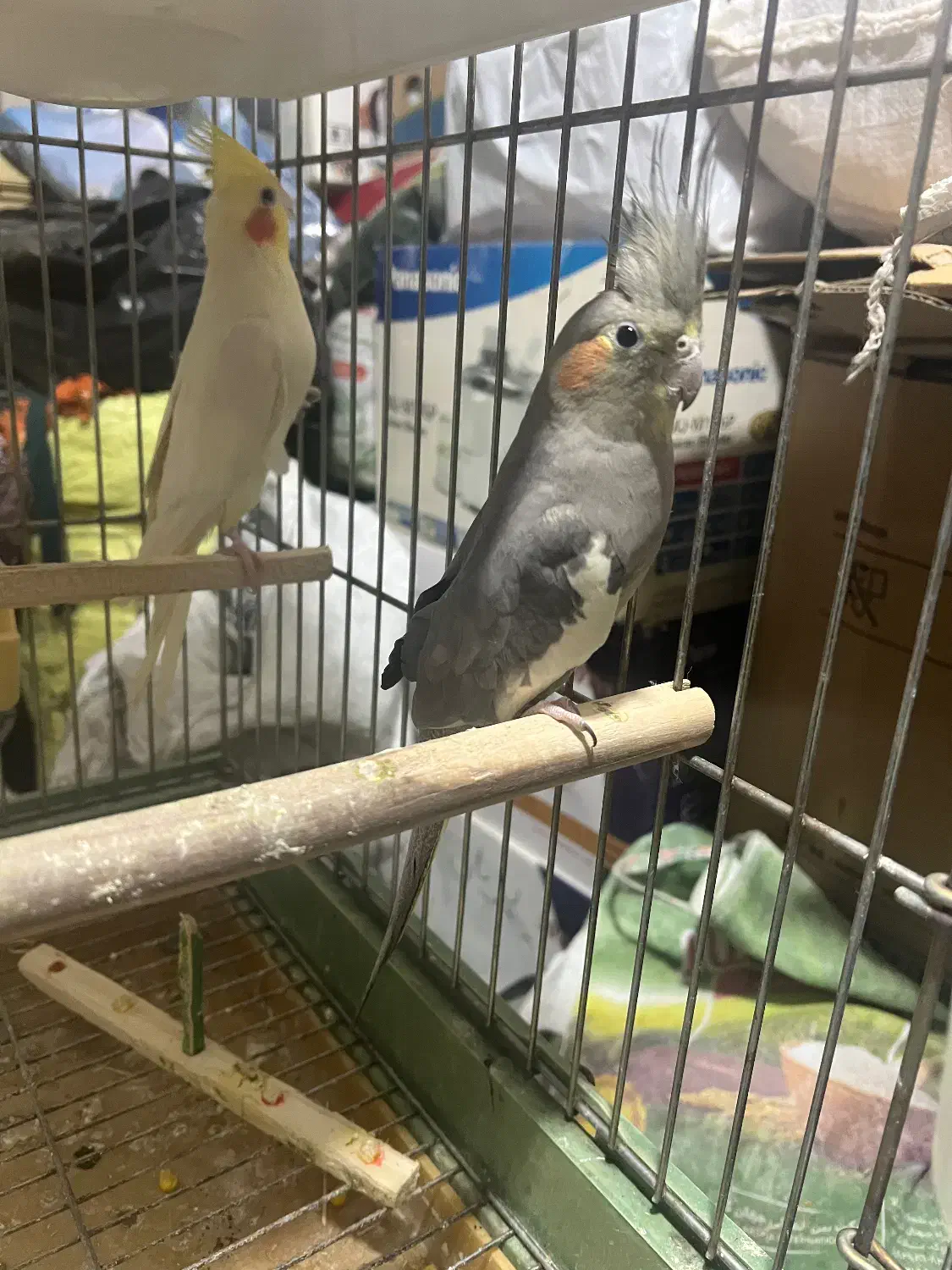 خانواده عروس هلندی|پرنده|کامیاران, |دیوار