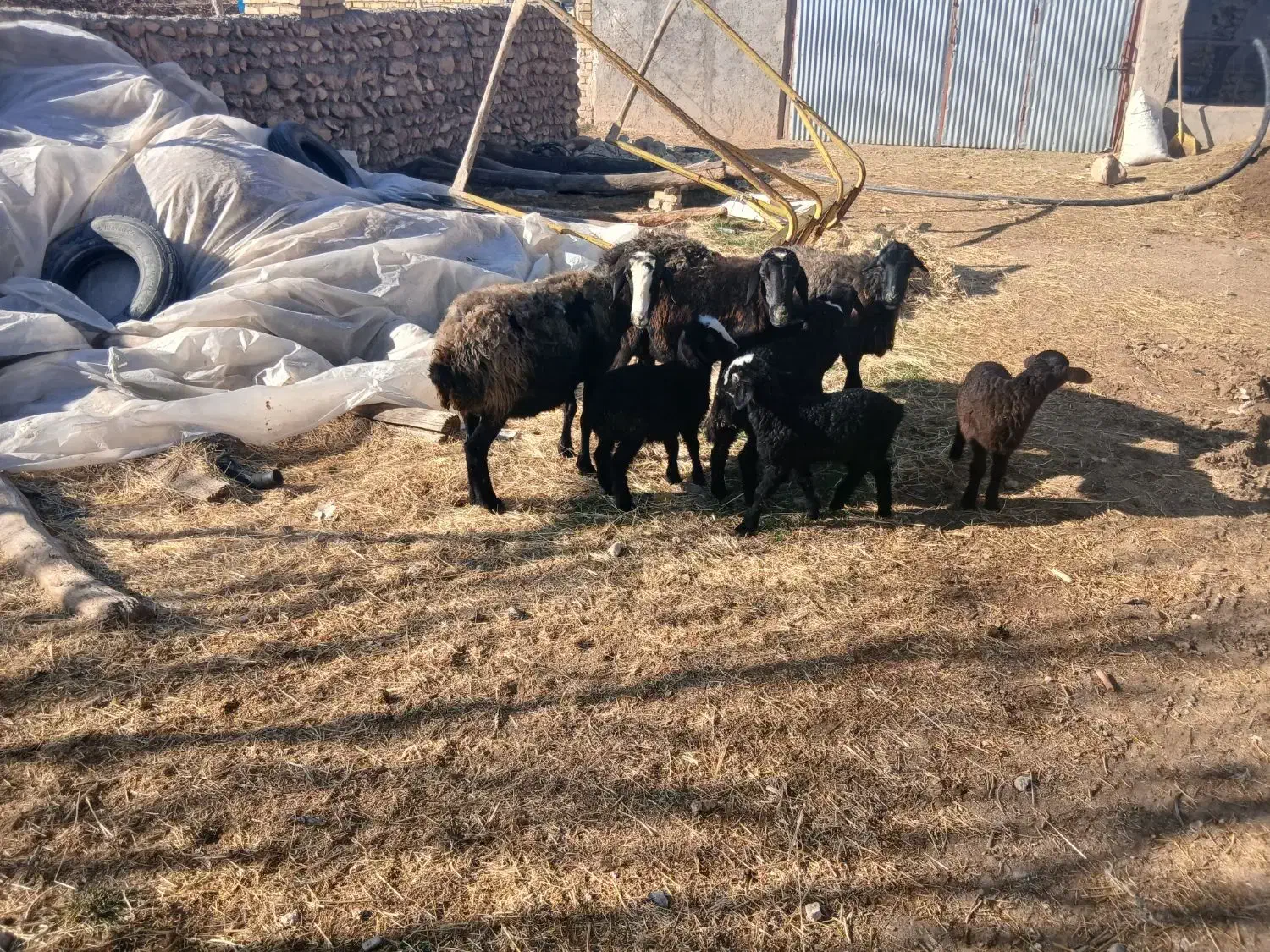 ۳ راس گوسفند|حیوانات مزرعه|دوتپه, |دیوار