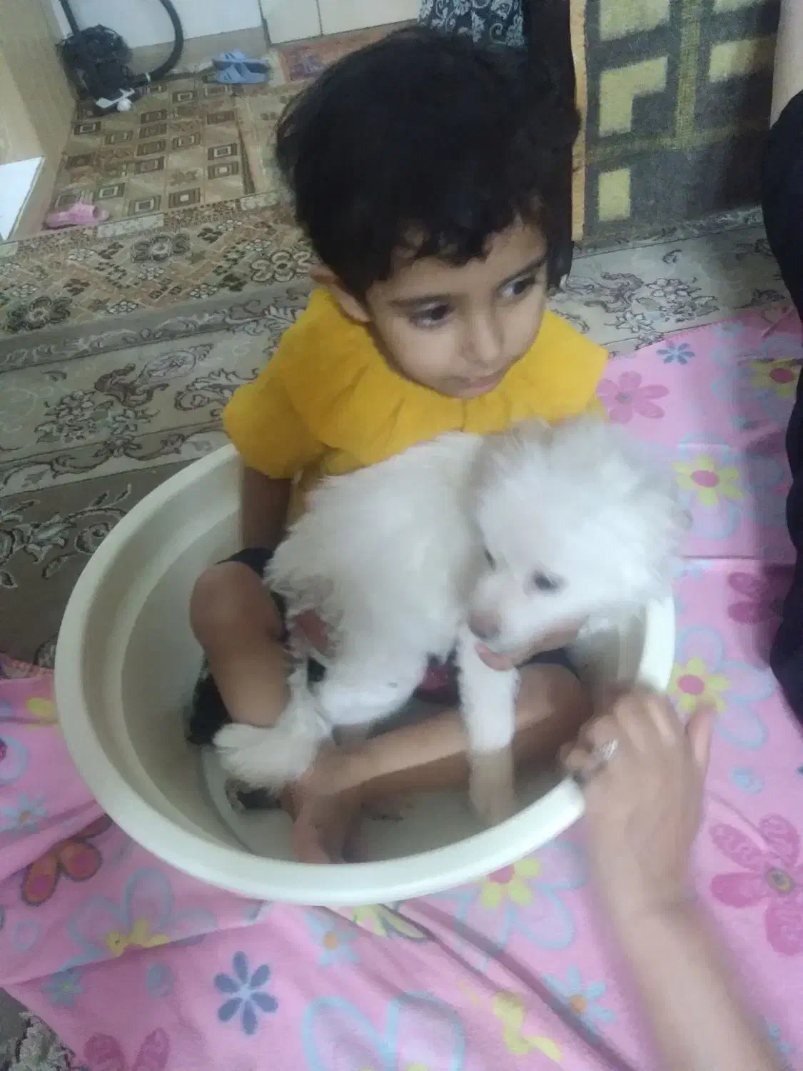 سگ پامرانین روباهی خرسی گمشده|سگ|اصفهان, بهاران|دیوار