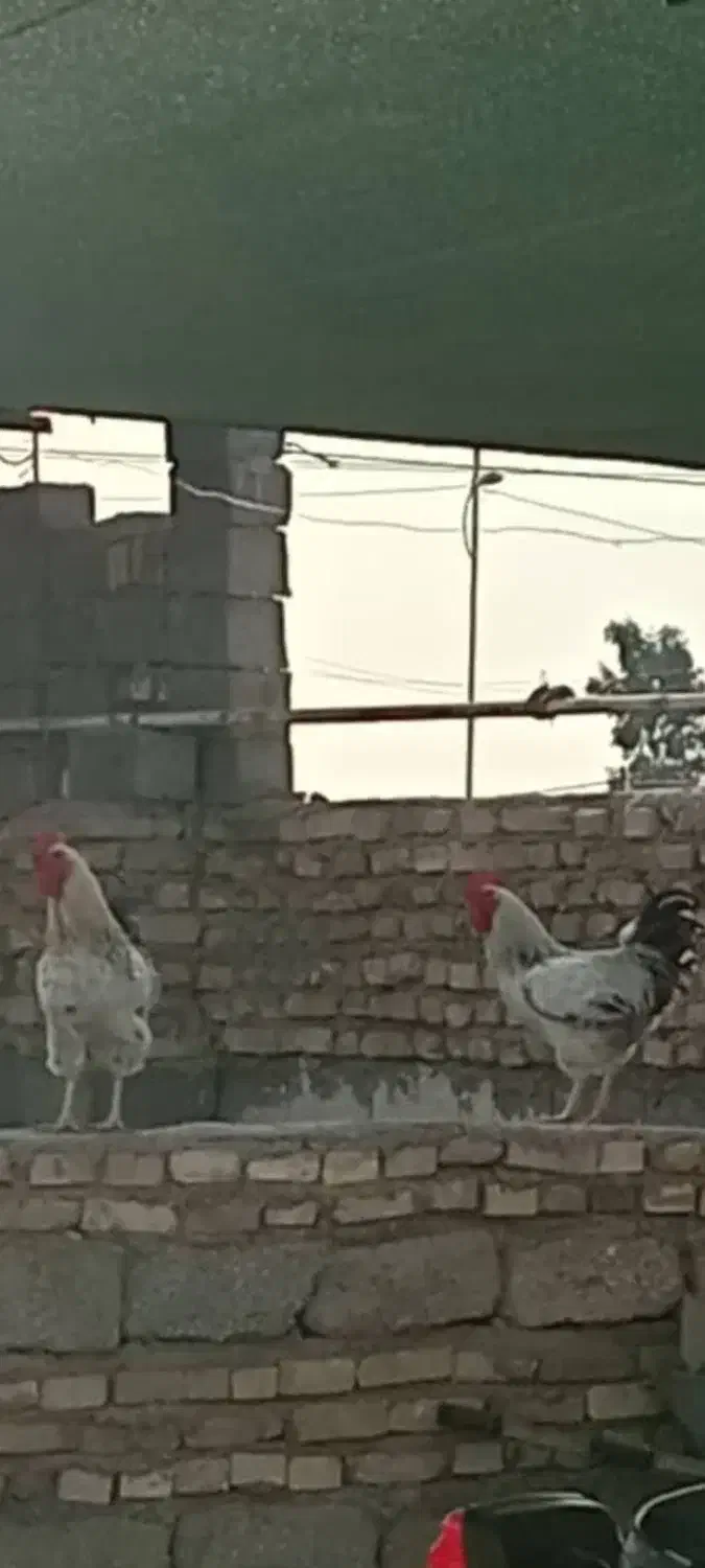 چهارعددخروس عربی سرحال وخوش رنگ|حیوانات مزرعه|دشت آزادگان, |دیوار