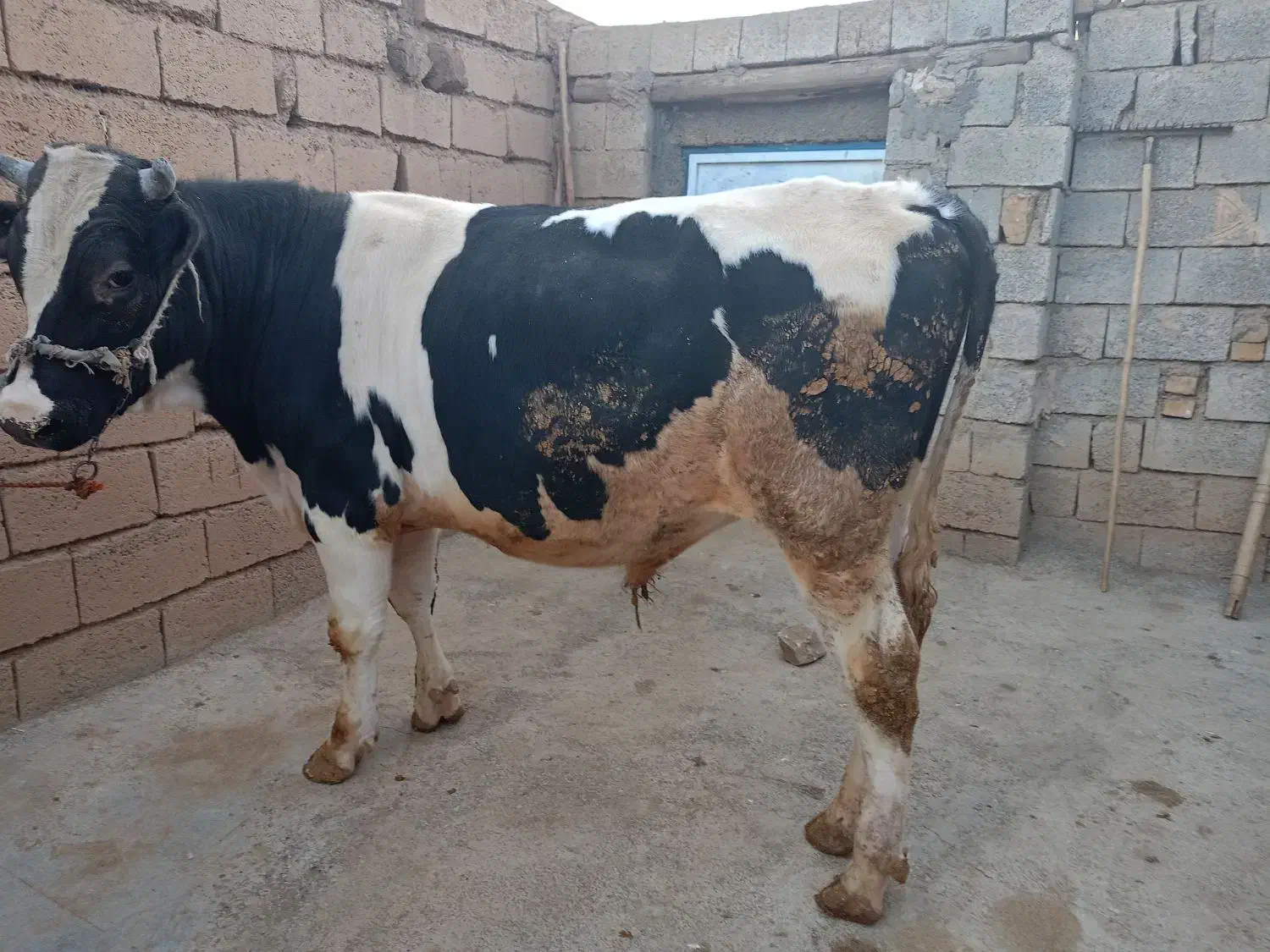 گاو نر فول گوشت|حیوانات مزرعه|کامیاران, |دیوار