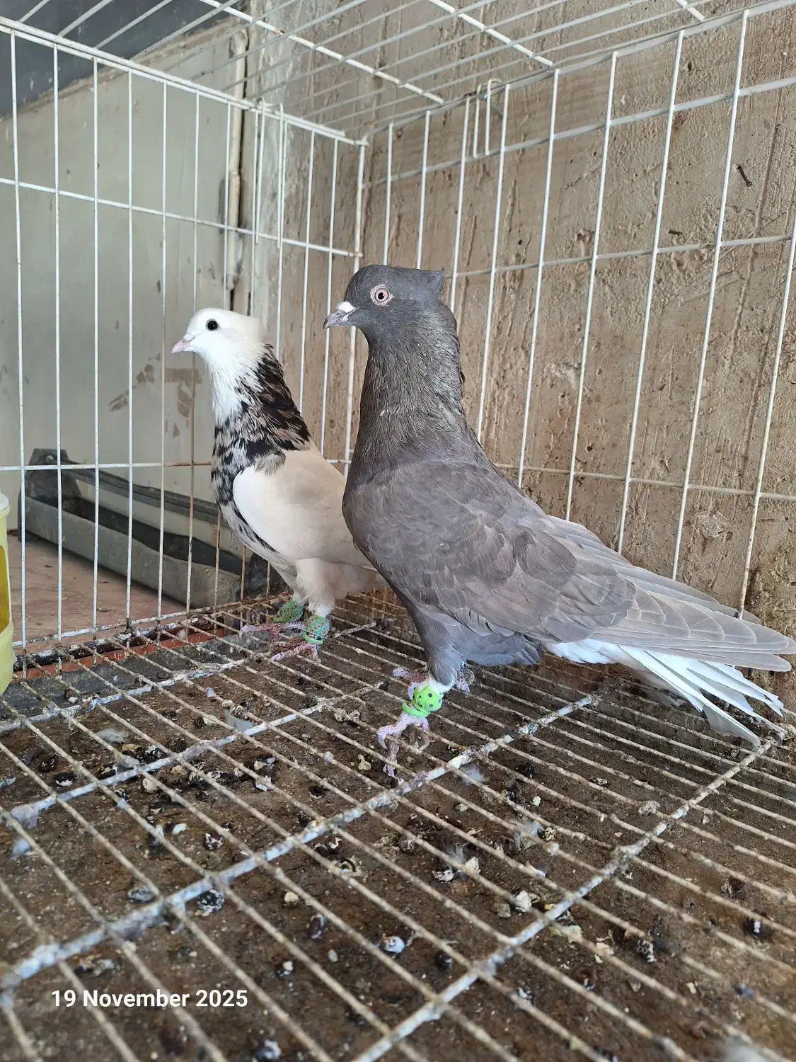 پرنده|پرنده|الوند, |دیوار