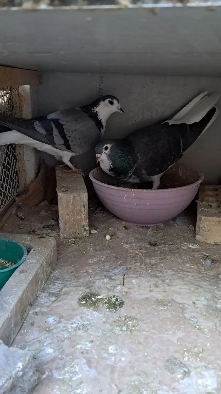 کفتر یا کبوتر دمگیر|پرنده|شاهین‌شهر, مخابرات (شهید بهشتی)|دیوار