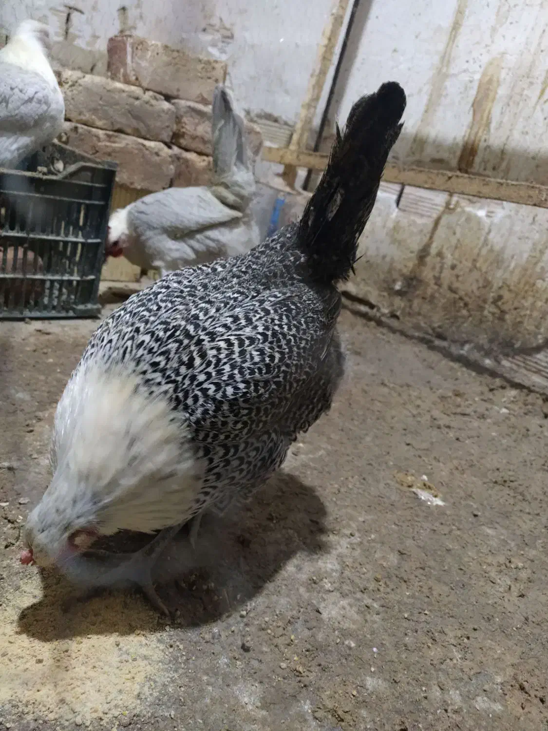 تخم نطفه دار براکل. سبرایت و سبرایت بوف|حیوانات مزرعه|ساوه, |دیوار