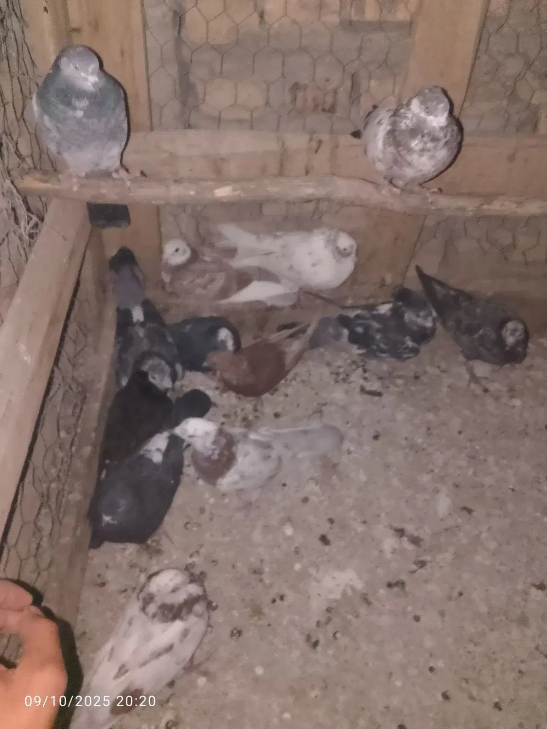 کبوتر|پرنده|ماکو, |دیوار
