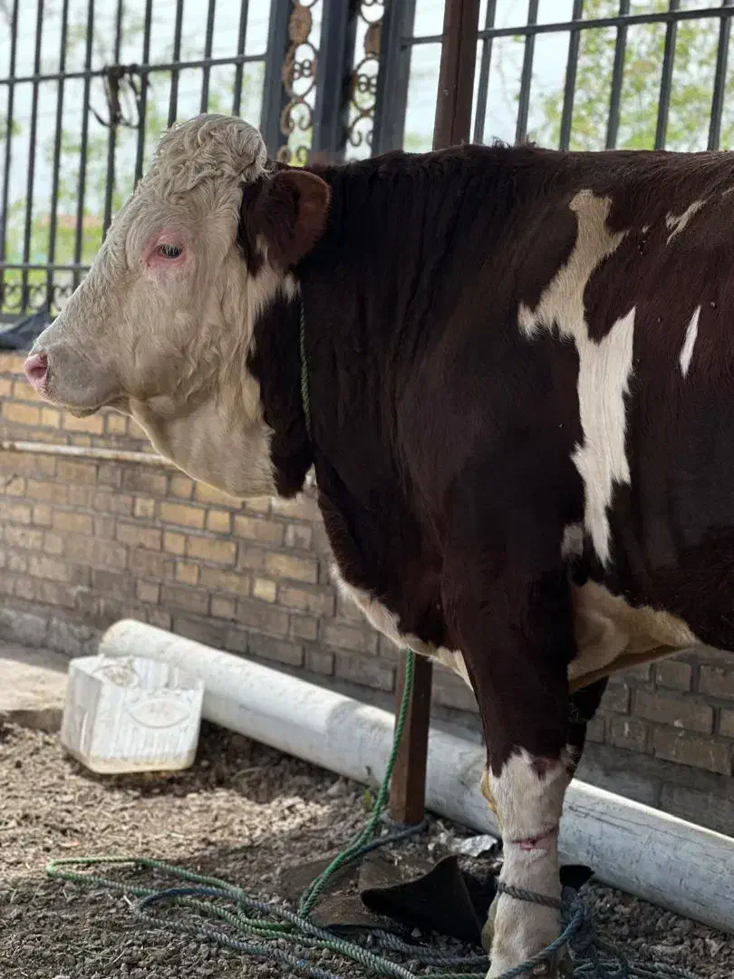 ذبح گاو گوسفند گوساله حرفه ای سلاخ سلاخی قصاب|خدمات پذیرایی، مراسم|زنجان, |دیوار